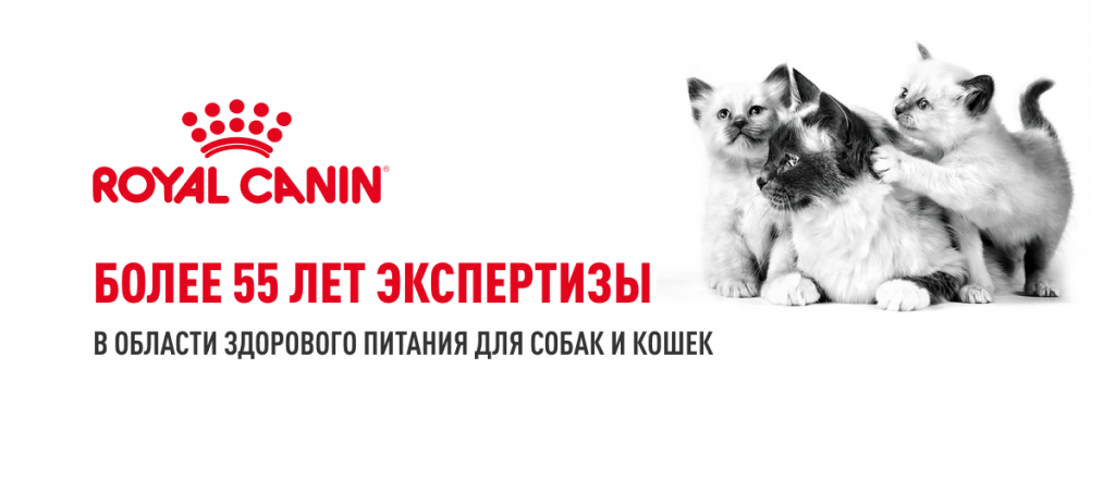 Deskt_kitten_jelly_9.png