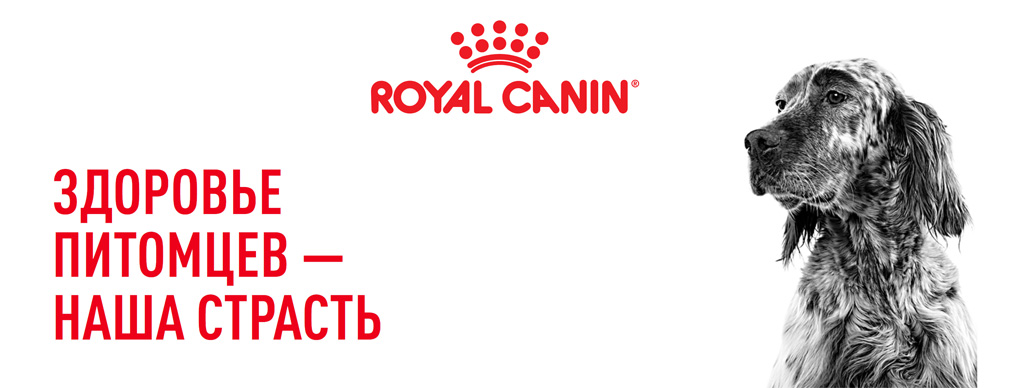 Gastro-dog_01.jpg